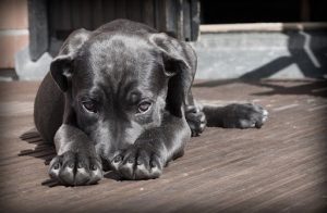 手の中に鼻を埋める黒い犬