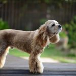 横を見ているアメリカンコッカースパニエル