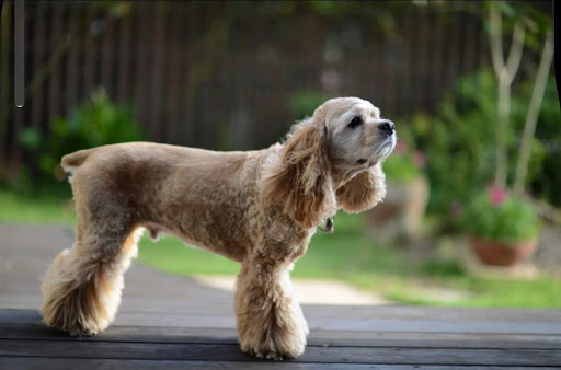 横を見ているアメリカンコッカースパニエル