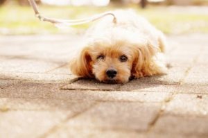 うつ伏せになっているトイプードル