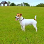 原っぱにいるジャックラッセルテリア