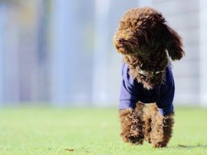 こちらに向かっている茶色いトイプードル