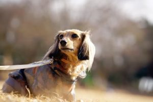 秋の原っぱにいるミニチュアダックスフンド