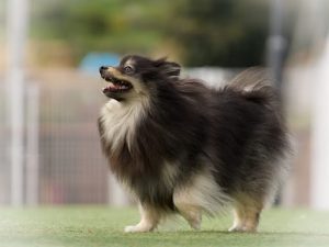 ドッグランにいるチワワ