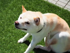 お腹をかいている柴犬
