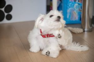 耳をかいている白いマルチーズ