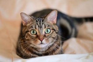 こちらを見ているキジトラ猫