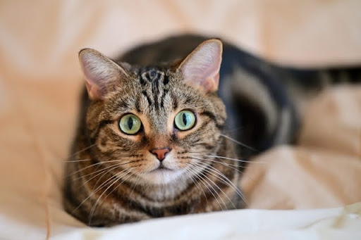 こちらを見ているキジトラ猫