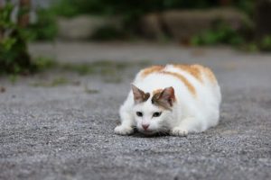 伏せの体勢を取っている茶白猫