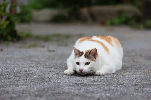 伏せの体勢を取っている茶白猫