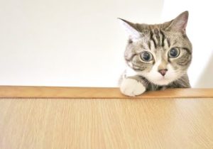 棚に手をかけるキジトラ白猫