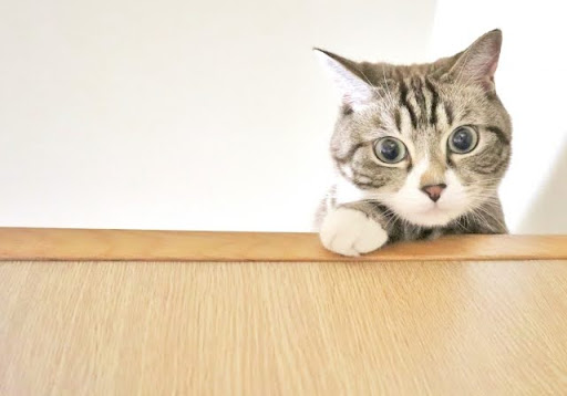 棚に手をかけるキジトラ白猫