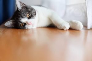 横になっているキジトラ白猫