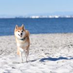海岸を走る柴犬