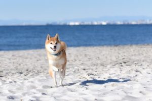 海岸を走る柴犬