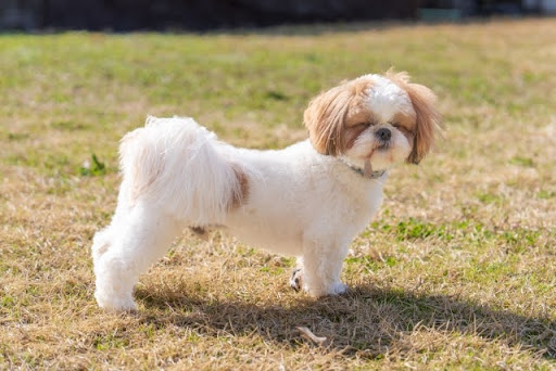 草原にいるシーズー