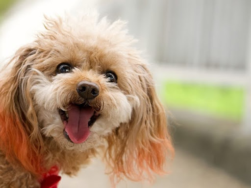 笑っているトイプードル