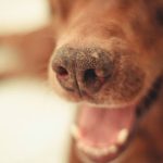 口を開けている茶色犬のアップ