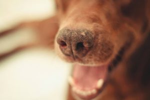 口を開けている茶色犬のアップ