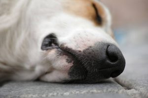 横になっている雑種犬の口元