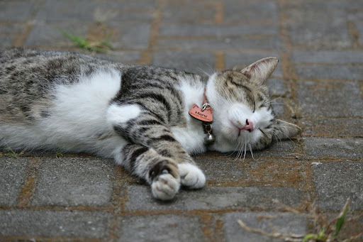 横になっているキジトラ白猫