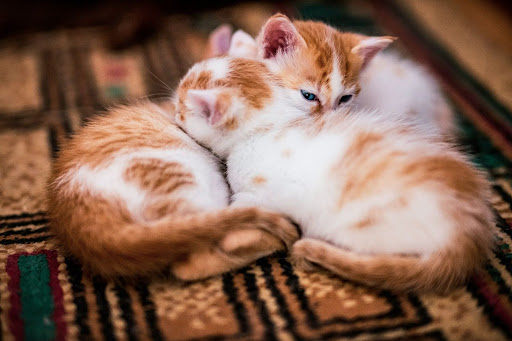 暖を取り合っている茶白猫