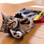 おもちゃで遊んでいるキジトラ猫