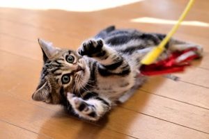 おもちゃで遊んでいるキジトラ猫