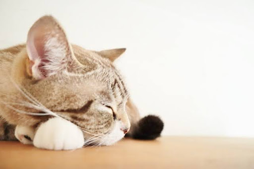 寝ているキジトラ猫