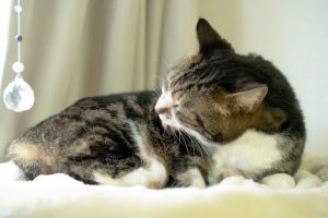 毛繕いしているキジトラ猫