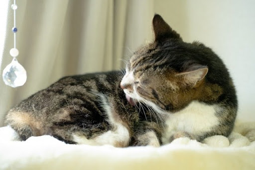 毛繕いしているキジトラ猫