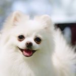 笑っている白いチワワ