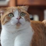こちらを見ている茶白スコティッシュフォールド