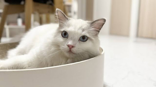 爪とぎの上で寝ている白い長毛猫