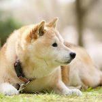 原っぱで寝そべる老柴犬
