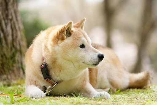 原っぱで寝そべる老柴犬