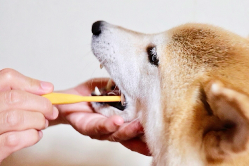 歯を磨く柴犬