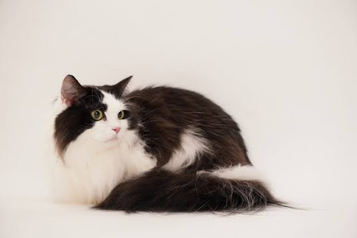 伏臥位の白黒長毛猫
