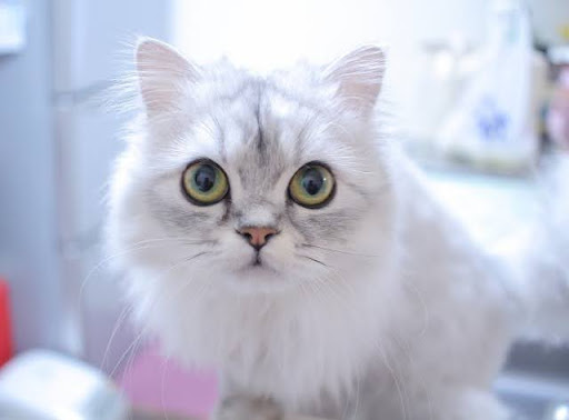 白長毛猫